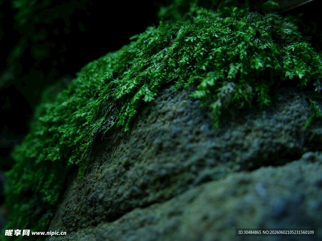岩石上的翠绿苔藓