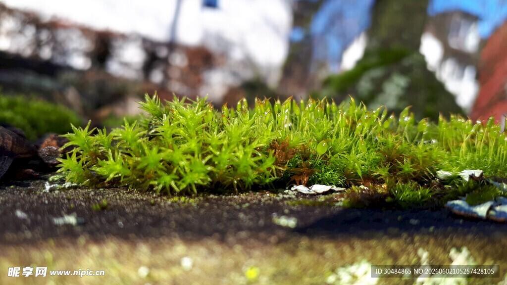 翠绿苔藓近景特写