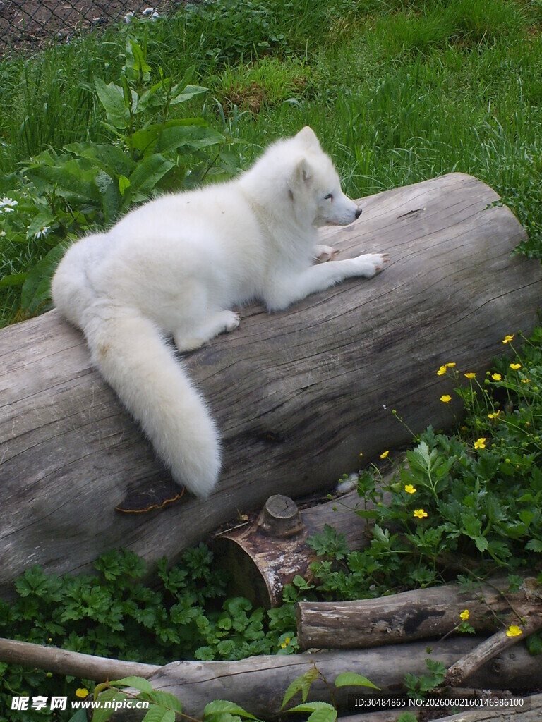 白狐