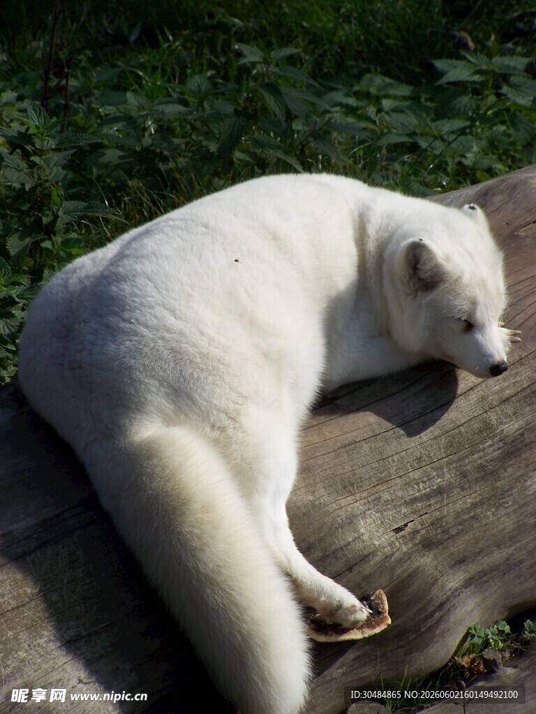 白色狐狸