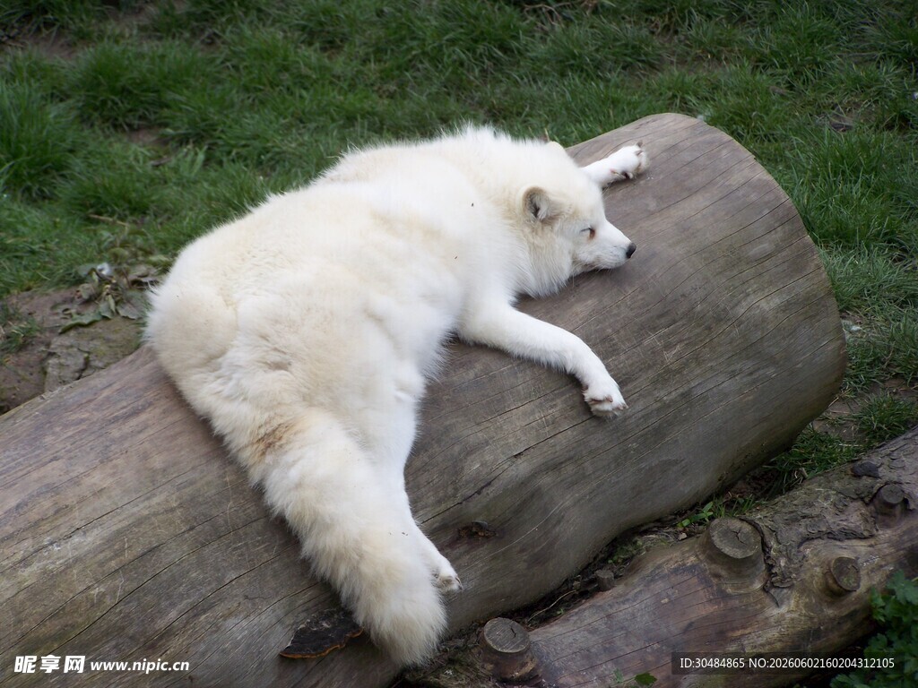 白狐