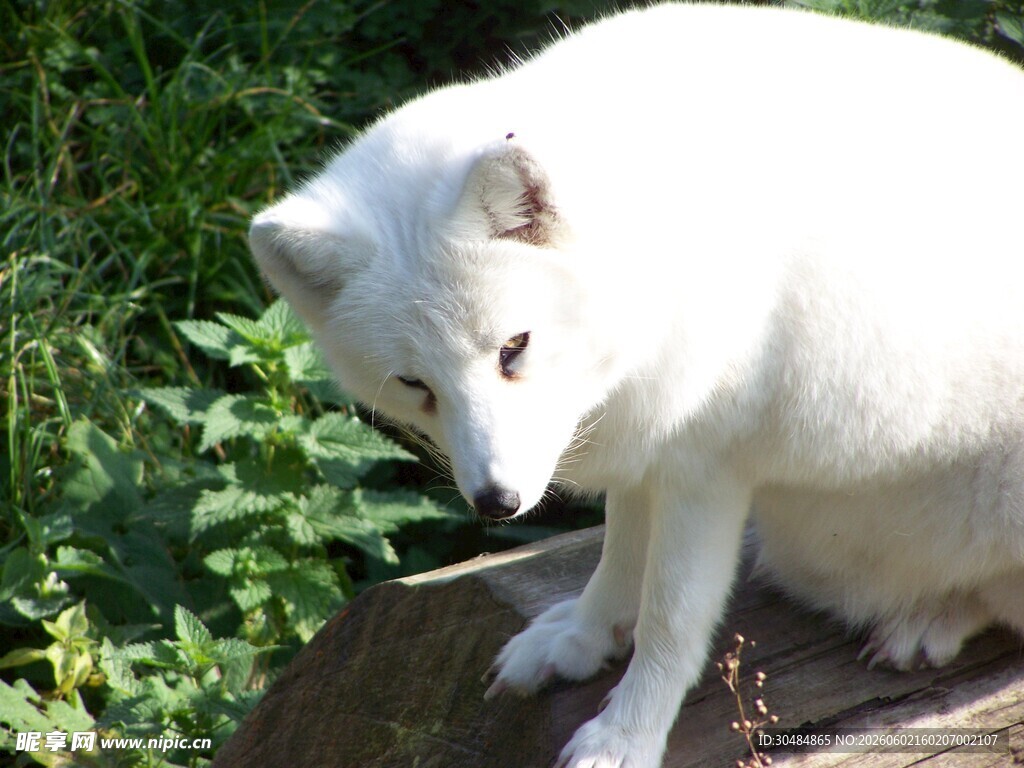 白色狐狸