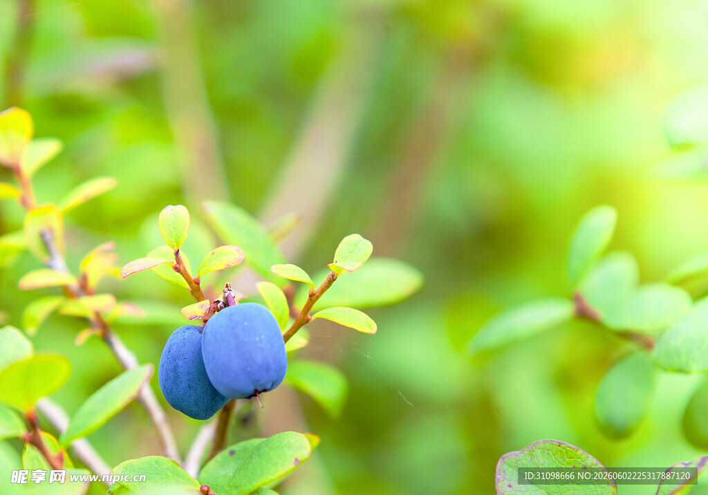 枝头双蓝莓