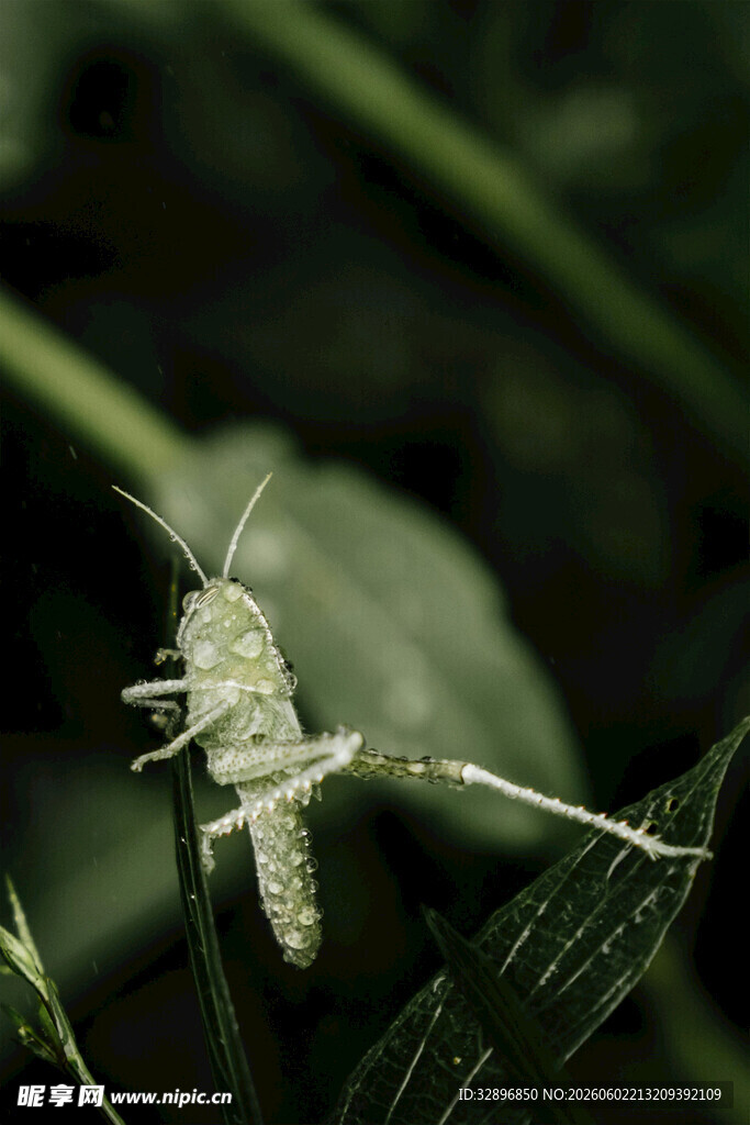草叶上的小昆虫
