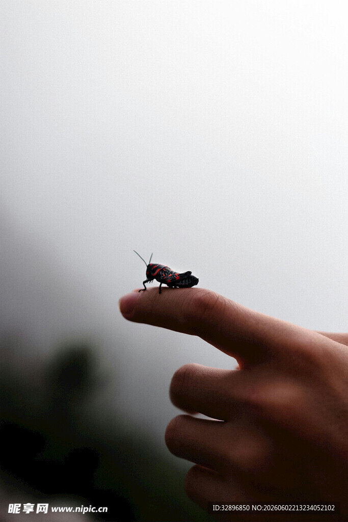指尖上的小昆虫
