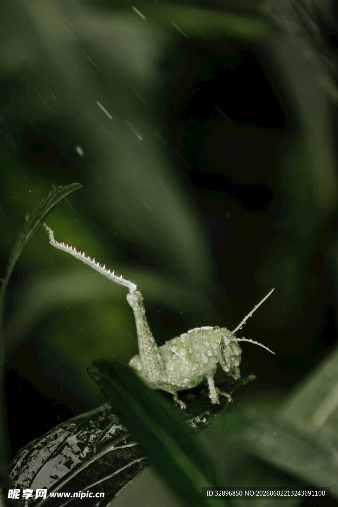 草丛中的细长昆虫