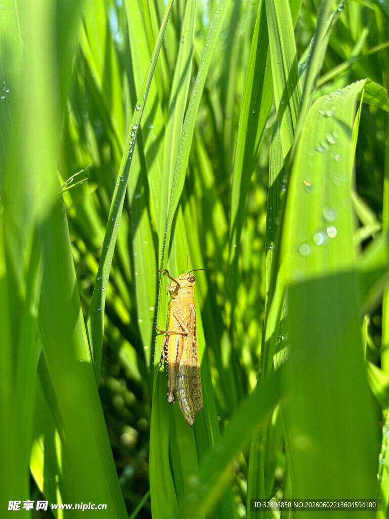 绿叶间的隐匿昆虫