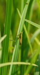 草丛中的绿色小蚂蚱