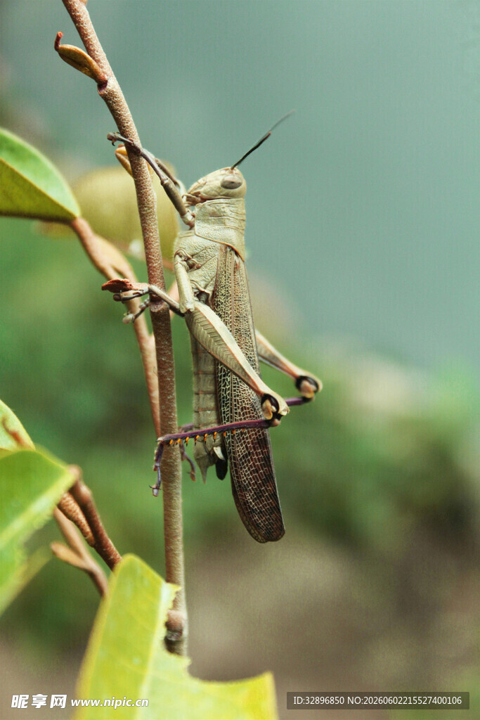 树枝上的蚂蚱