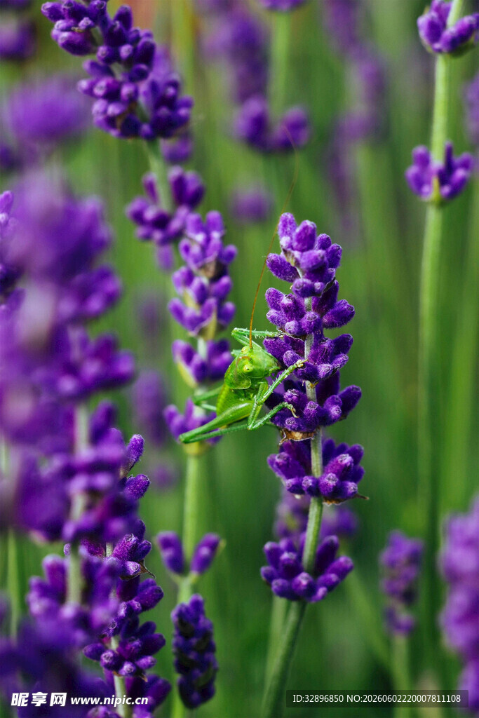 紫色薰衣草花海美景