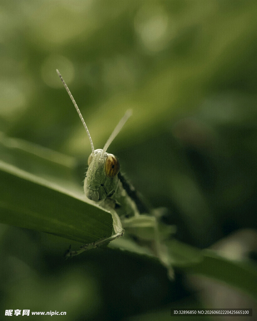 绿叶上的绿色小昆虫