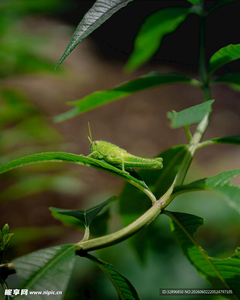 绿叶上的绿色蜥蜴