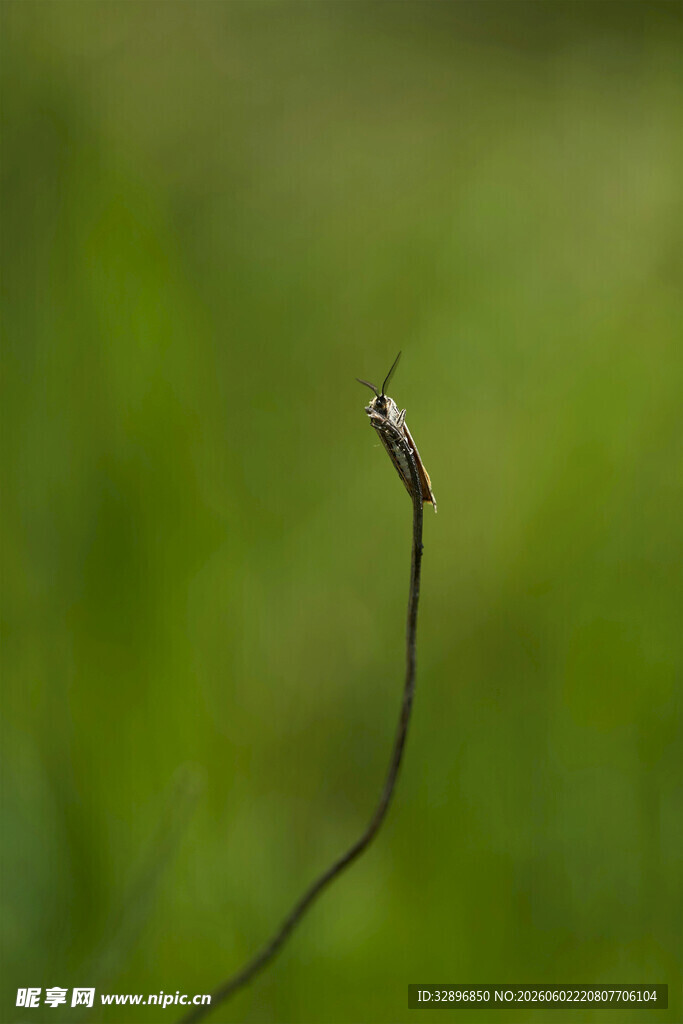 草丛中小巧的细长生物