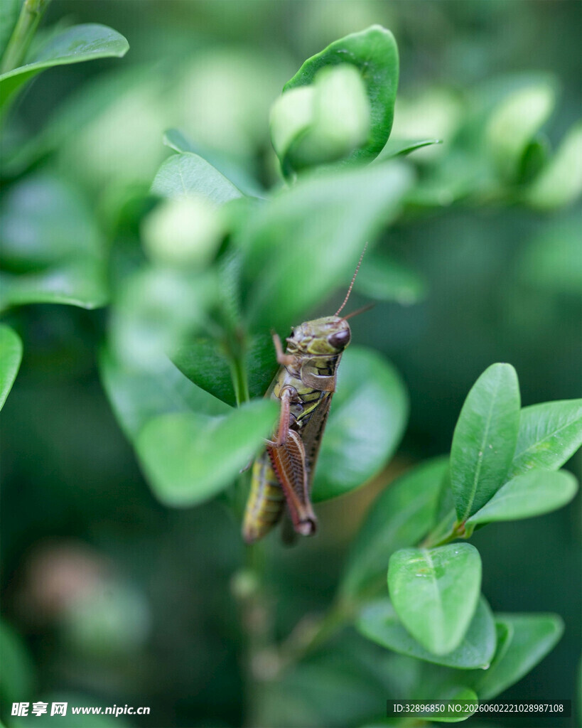 绿叶间的棕色小昆虫