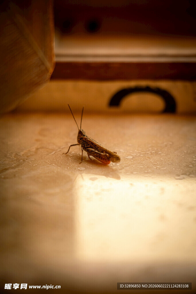 灯下的小蟋蟀