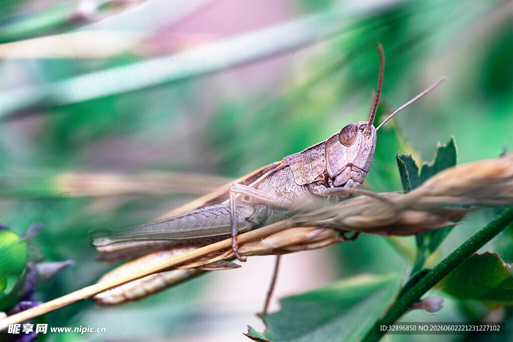 草丛中的褐色蚂蚱