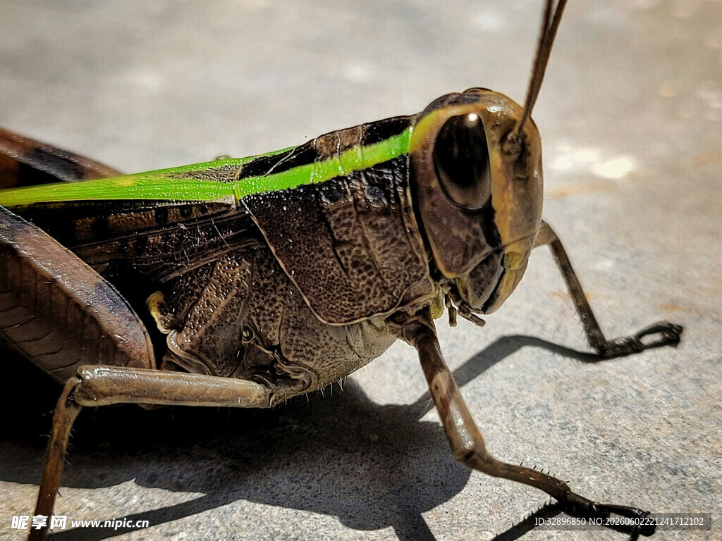 特写褐色蚂蚱