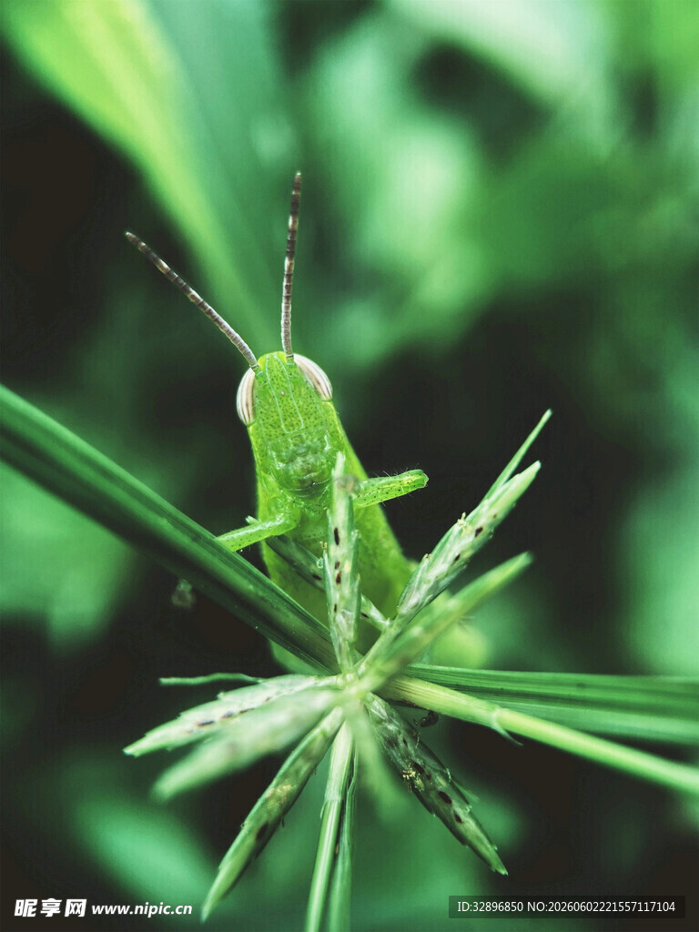 绿叶上的绿色蚂蚱