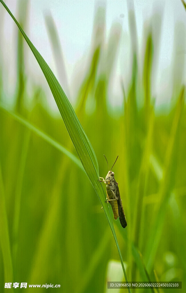 草丛中的小昆虫