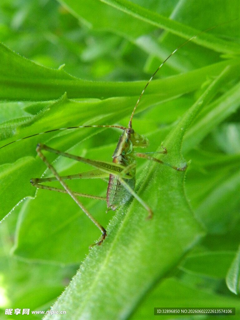 绿叶上的细长昆虫
