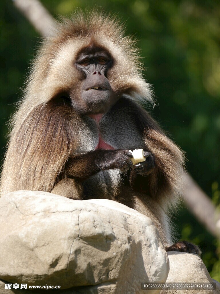 狒狒独坐岩石进食瞬间