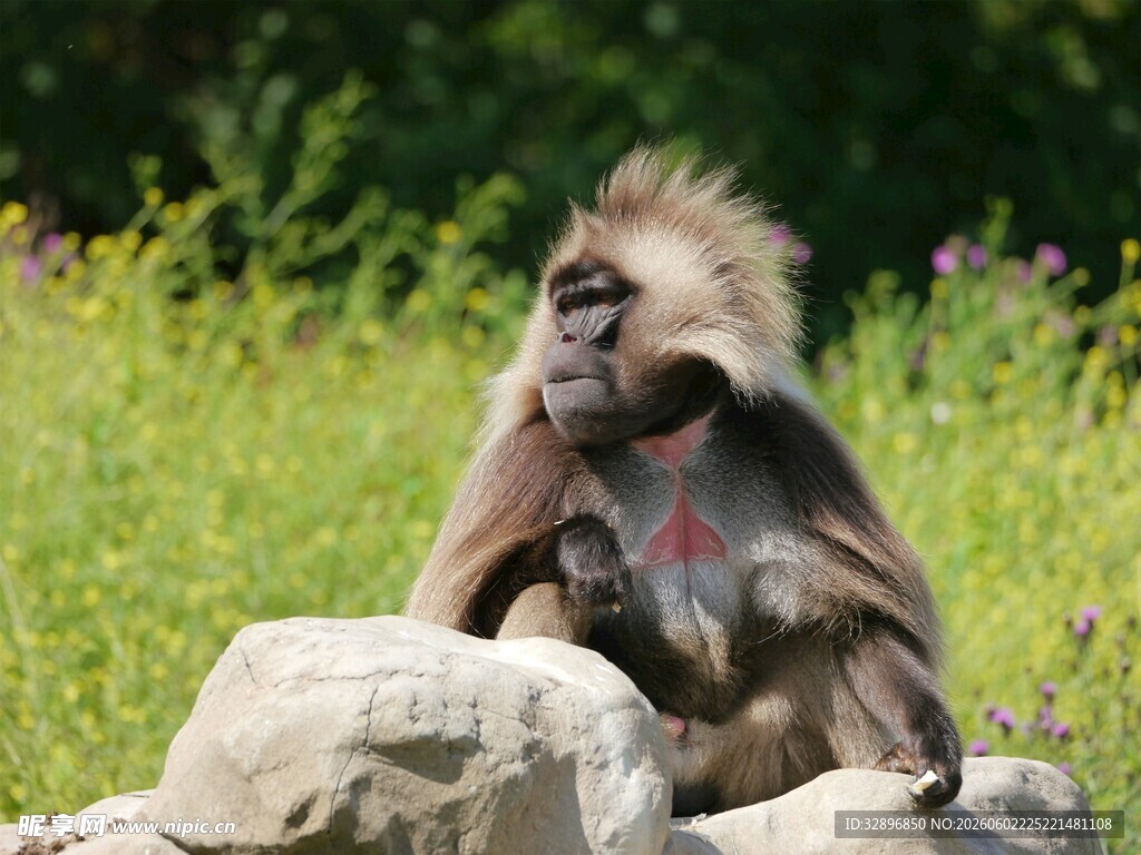 岩石上的狒狒