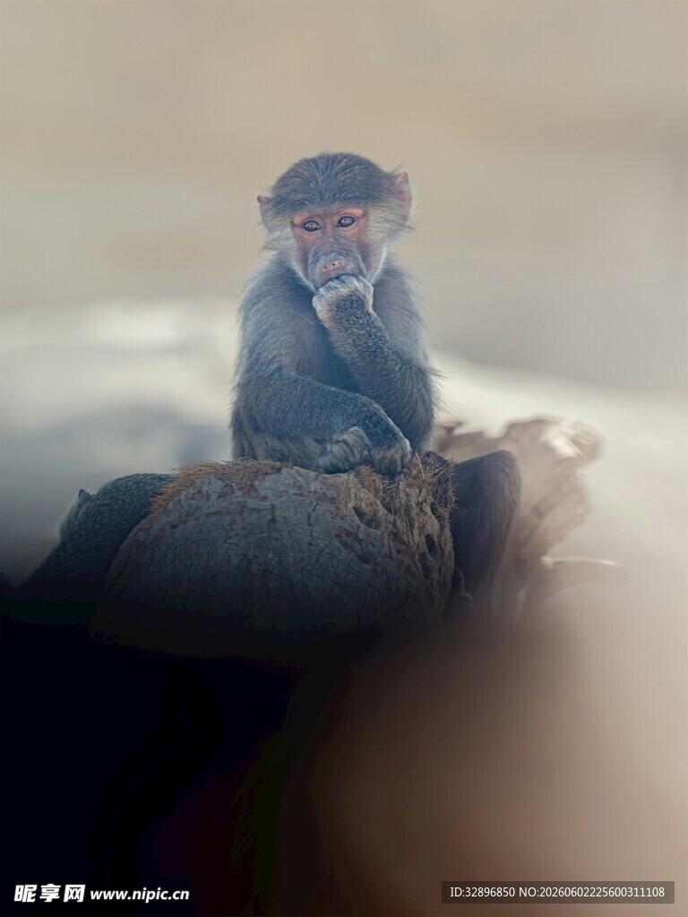 独坐的老人