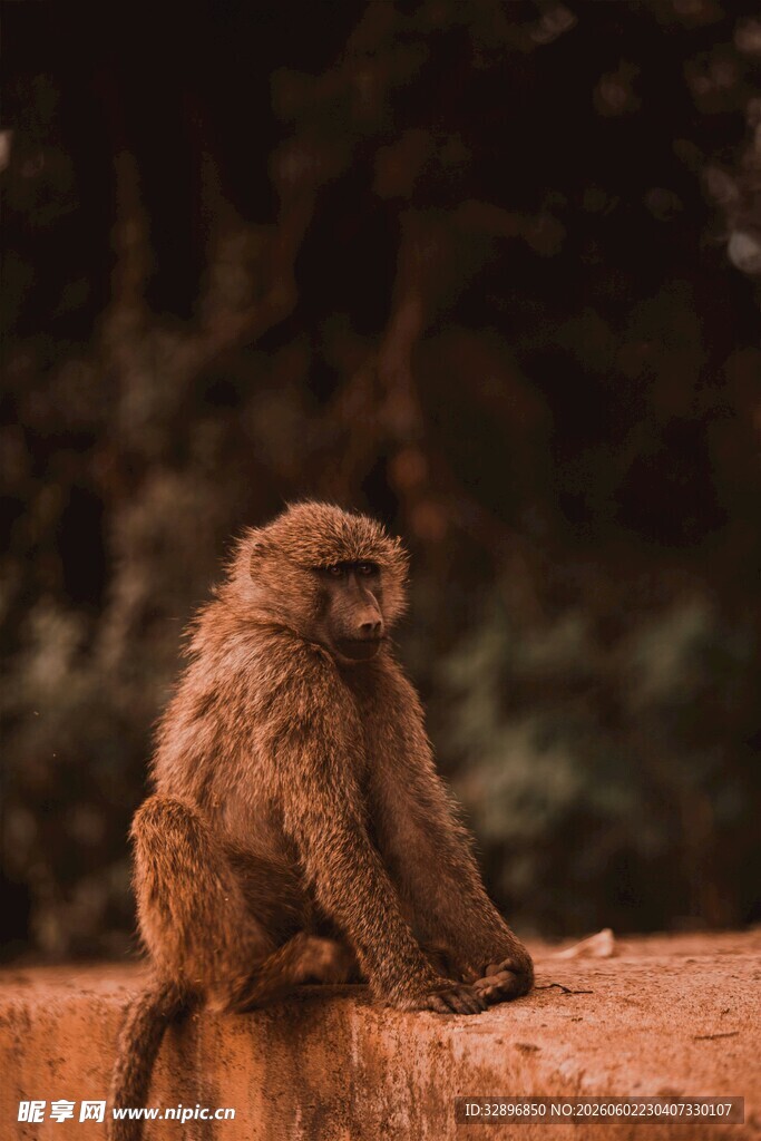 独坐的小猴