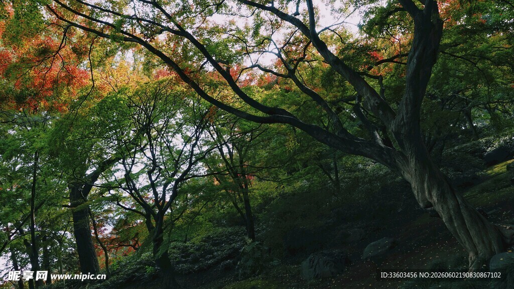 秋日山林斑斓树木景致