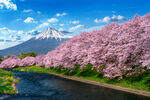 富士山下烂漫樱花盛景
