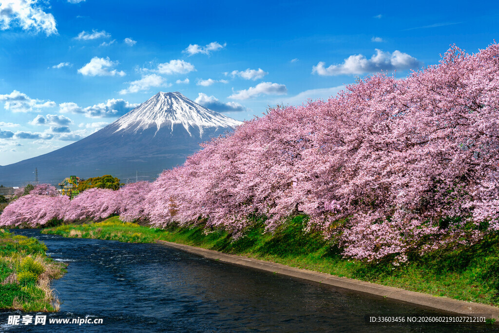 富士山下烂漫樱花盛景