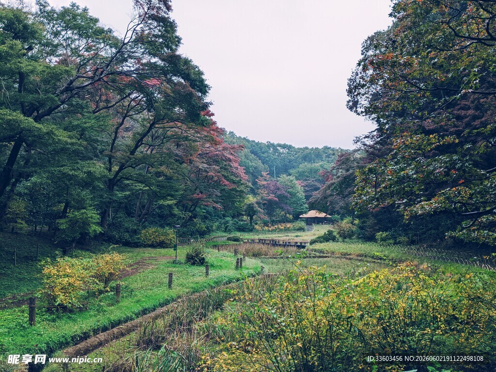 林间绿野的静谧自然景致