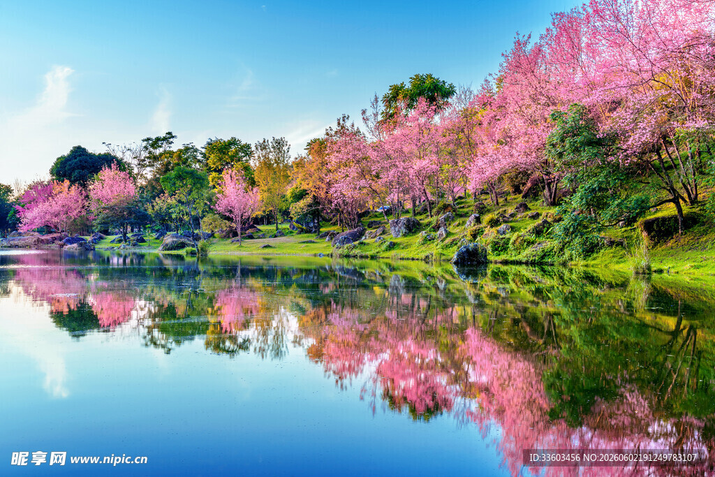 湖畔烂漫樱花美景如画