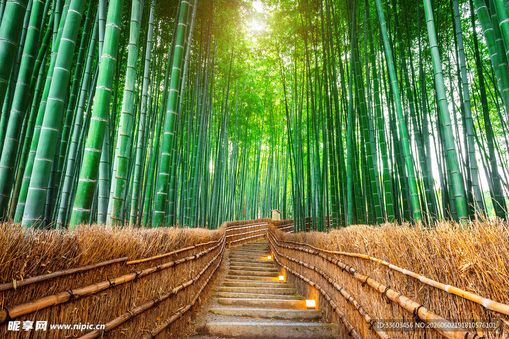 翠绿竹林中的幽静步道