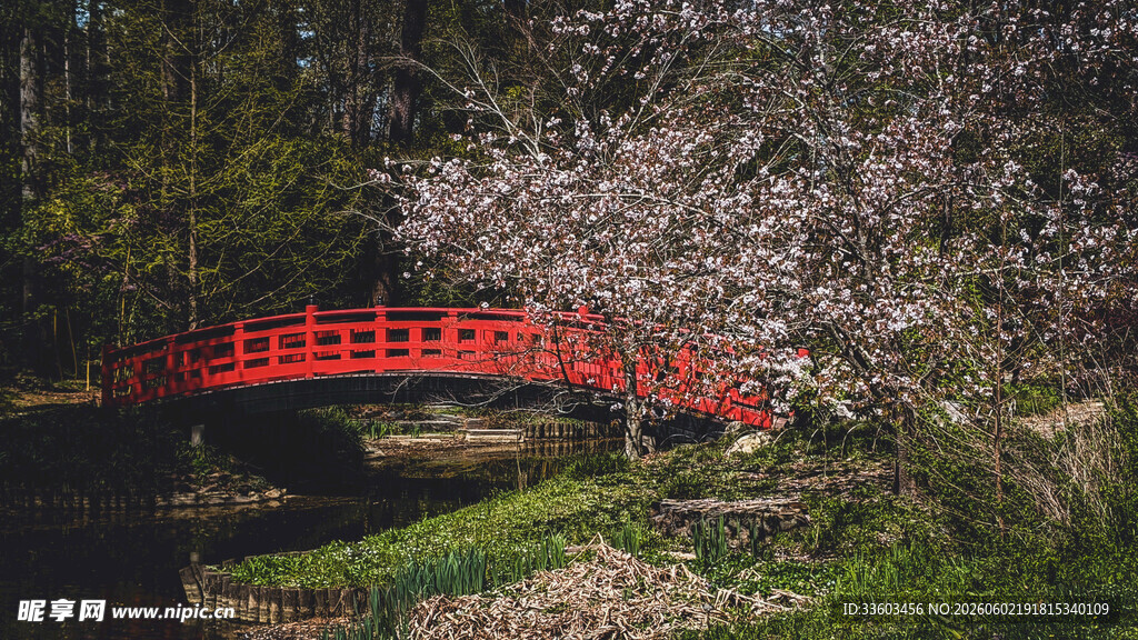 春日红桥樱花烂漫美景
