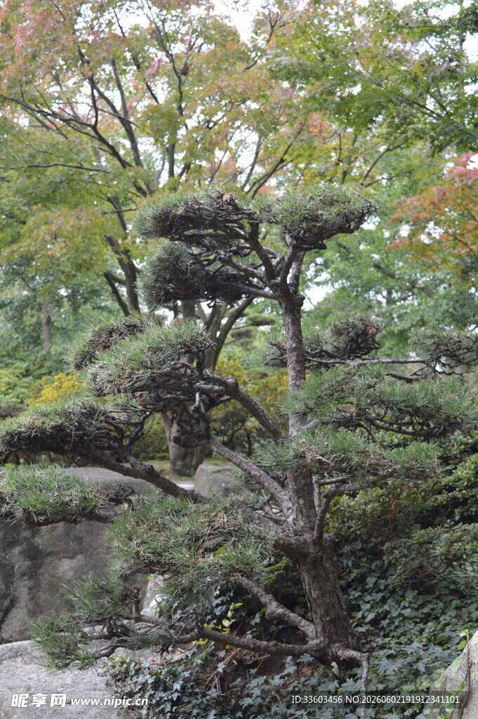 秋日园林中的精致盆景