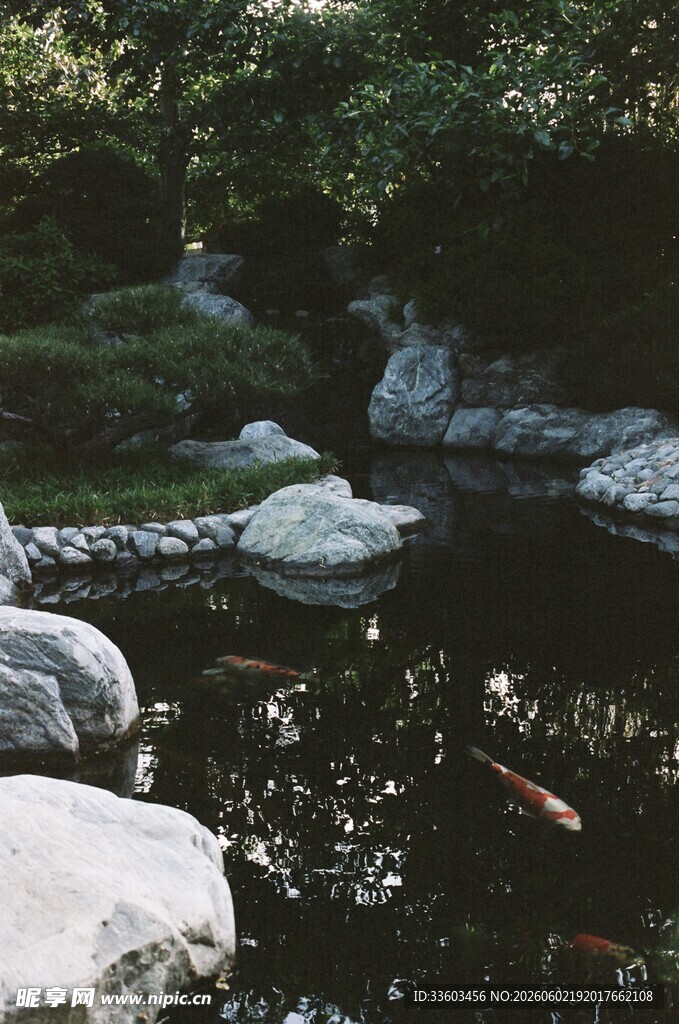 静谧池塘边的自然景致
