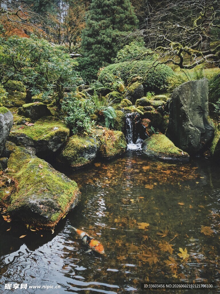 山间清幽水景锦鲤悠游
