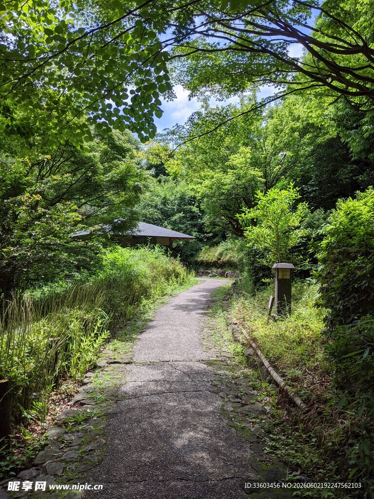 林间幽径绿意盎然的小道