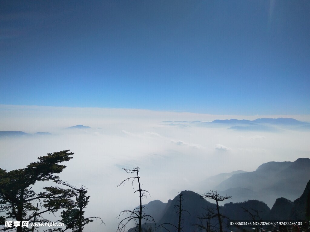 高山云海中的挺拔树木