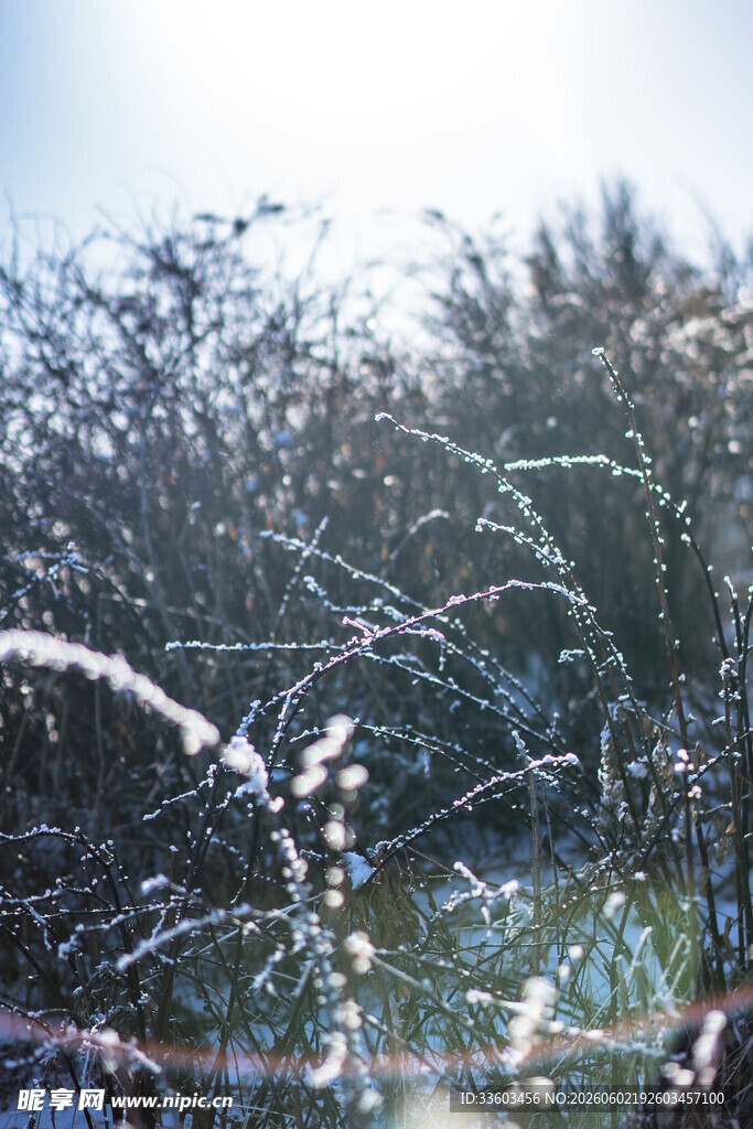 冬日阳光下的覆雪植物
