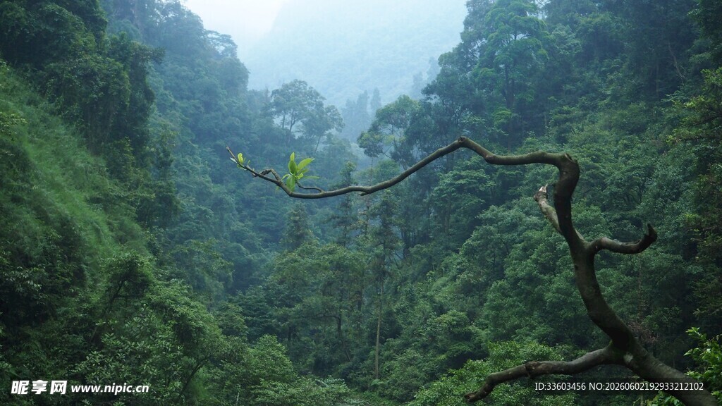 山间葱郁密林景观
