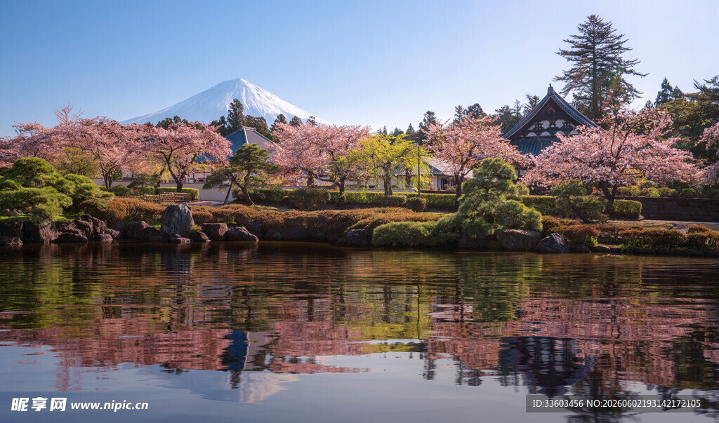 湖畔樱花美景如画