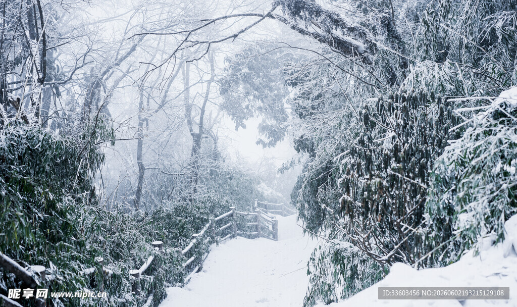 雪覆林间小径