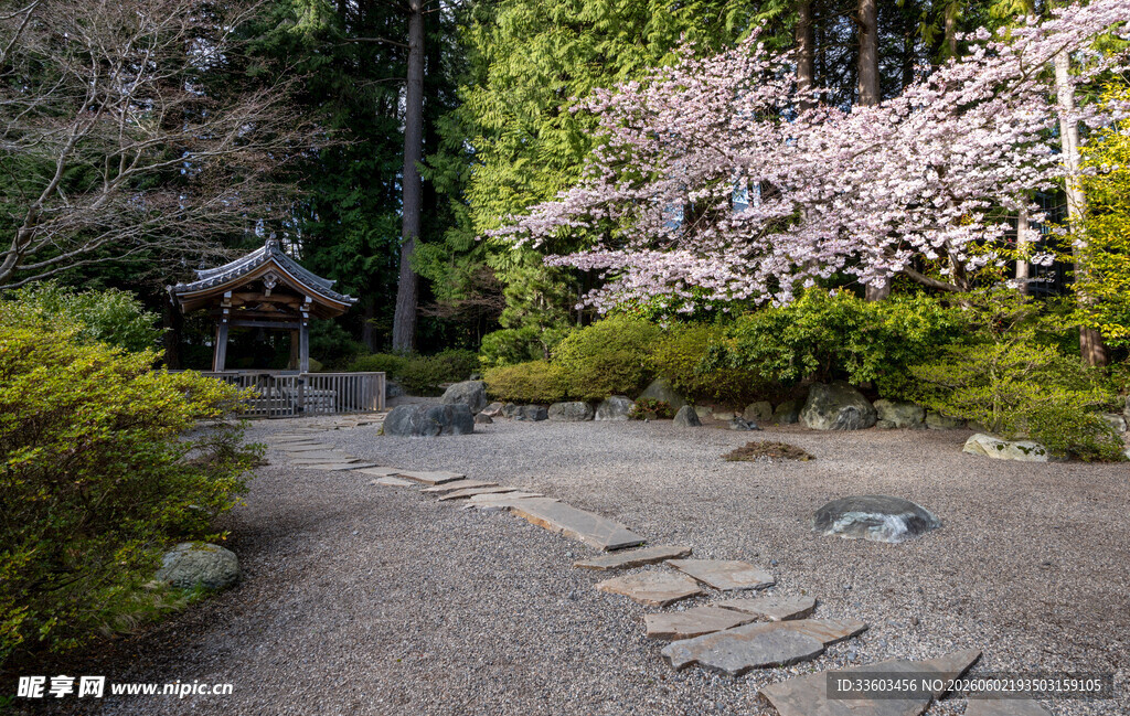 日式庭院樱花美景