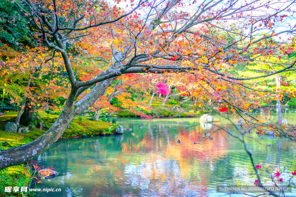 秋日湖畔斑斓树景