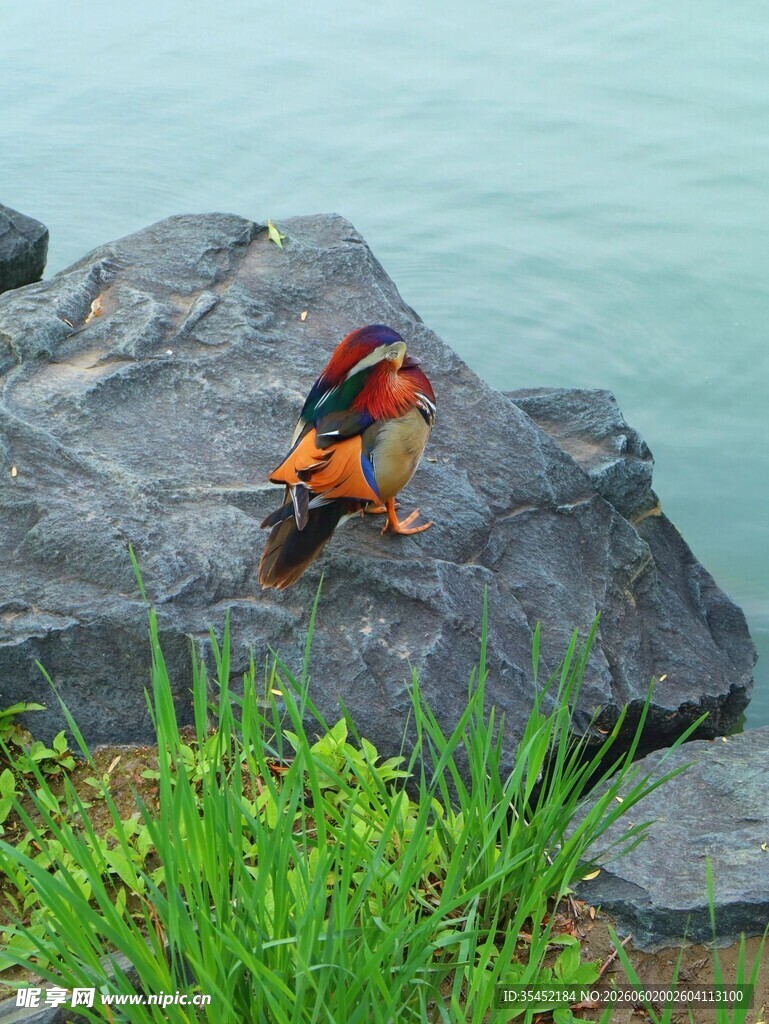 鸳鸯