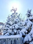 雪覆松树