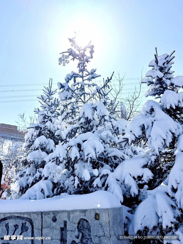 雪覆松树