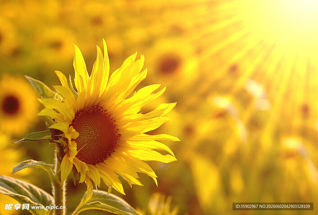 阳光下的向日葵花海
